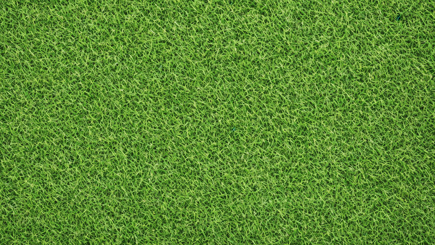 Artificial Grass